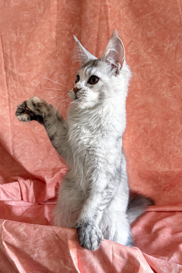 Oleira | Polydactyl Maine Coon Kitten