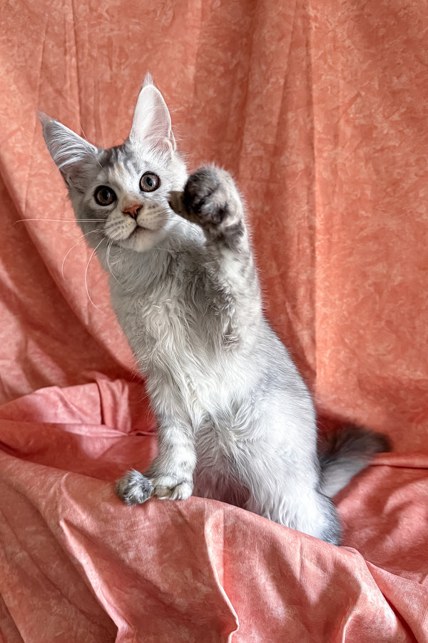 Oleira | Polydactyl Maine Coon Kitten