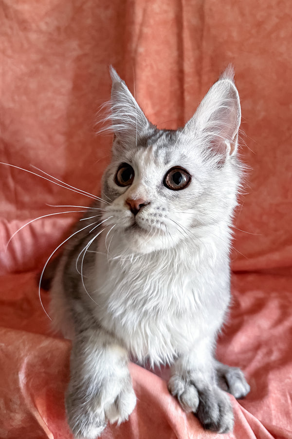 Oleira | Polydactyl Maine Coon Kitten