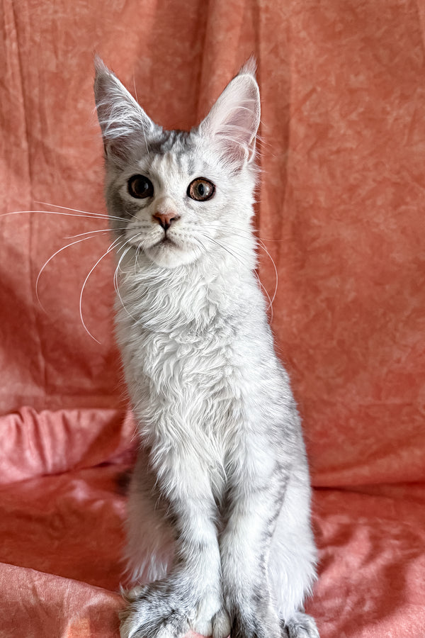 Oleira | Polydactyl Maine Coon Kitten