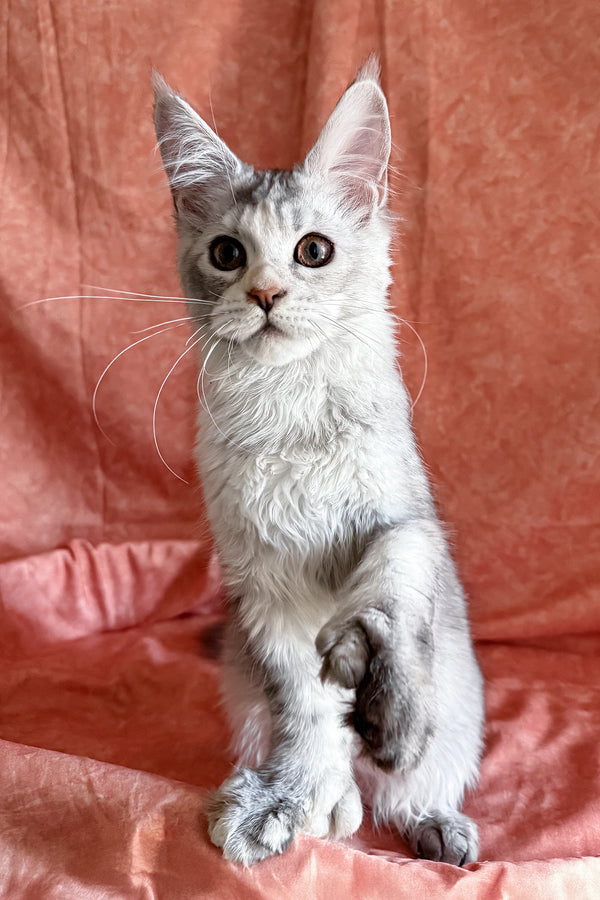 Oleira | Polydactyl Maine Coon Kitten