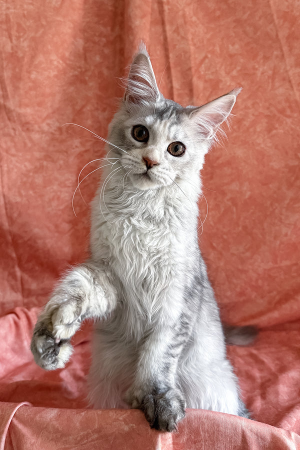 Oleira | Polydactyl Maine Coon Kitten