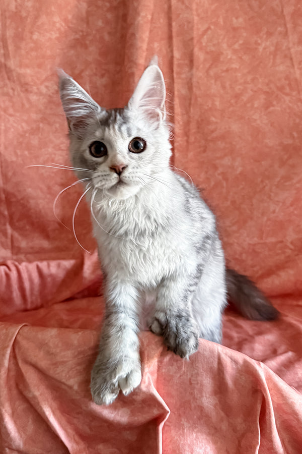 Oleira | Polydactyl Maine Coon Kitten