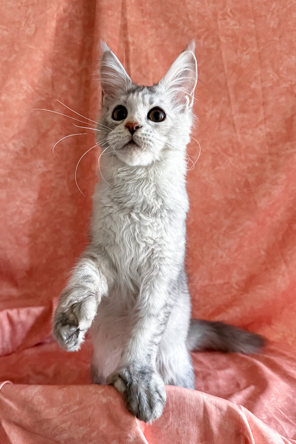 Oleira | Polydactyl Maine Coon Kitten
