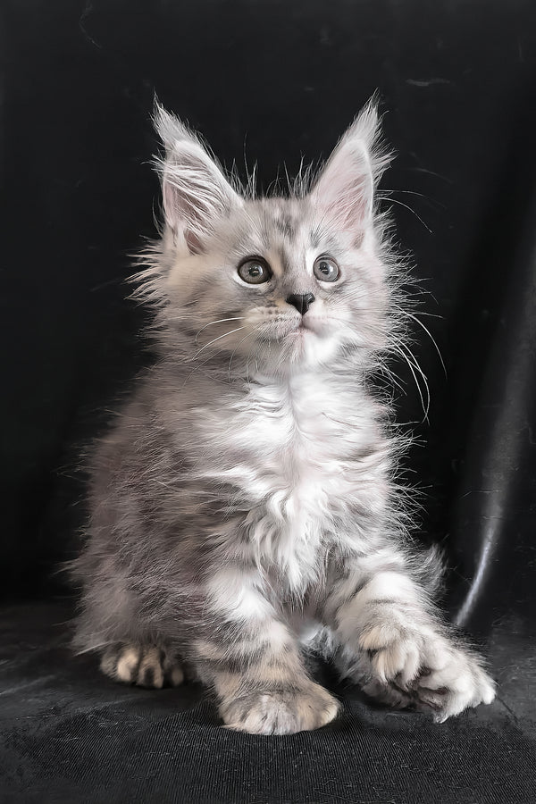 Olesia | Polydactyl Maine Coon Kitten