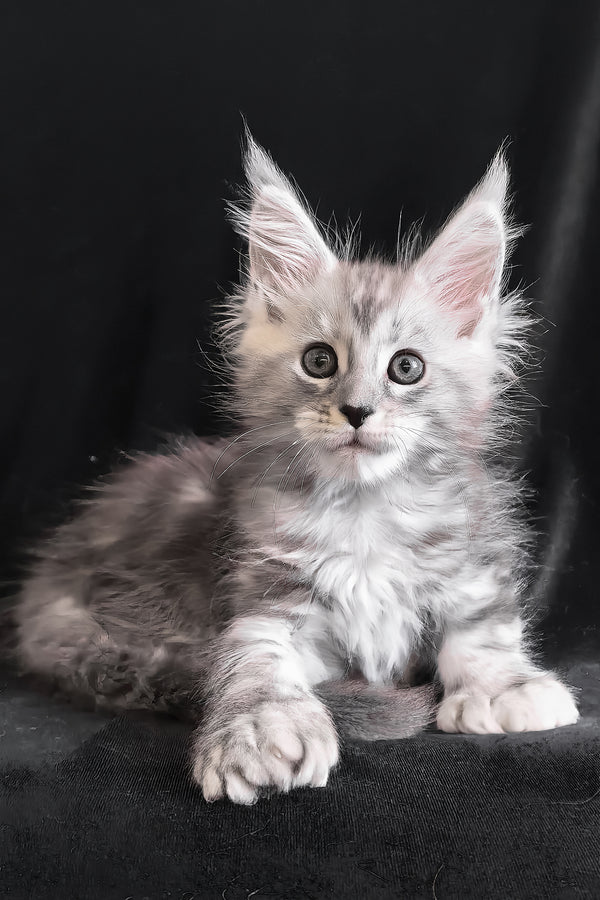 Olesia | Polydactyl Maine Coon Kitten