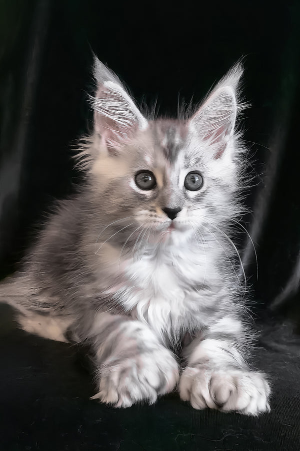Olesia | Polydactyl Maine Coon Kitten