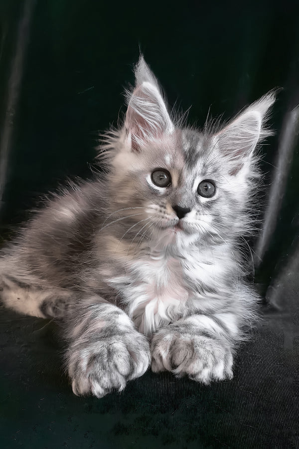 Olesia | Polydactyl Maine Coon Kitten