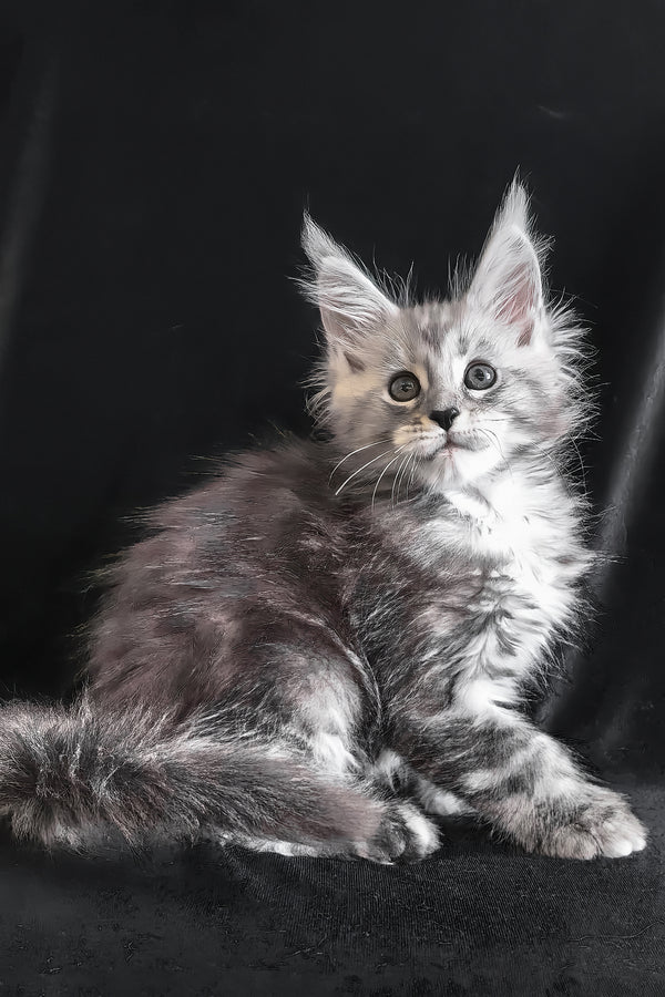 Olesia | Polydactyl Maine Coon Kitten