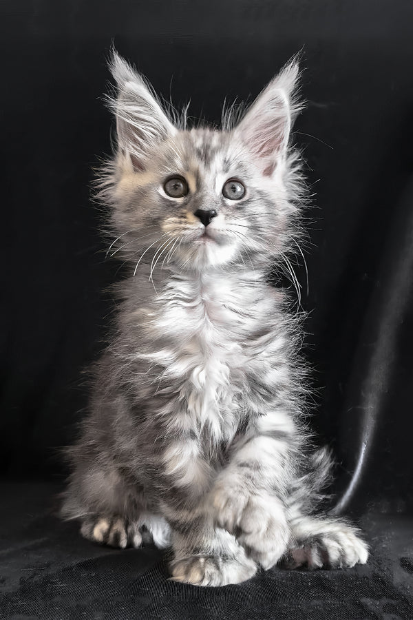 Olesia | Polydactyl Maine Coon Kitten