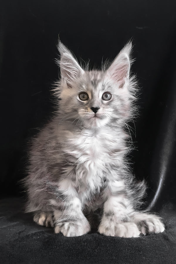 Olesia | Polydactyl Maine Coon Kitten