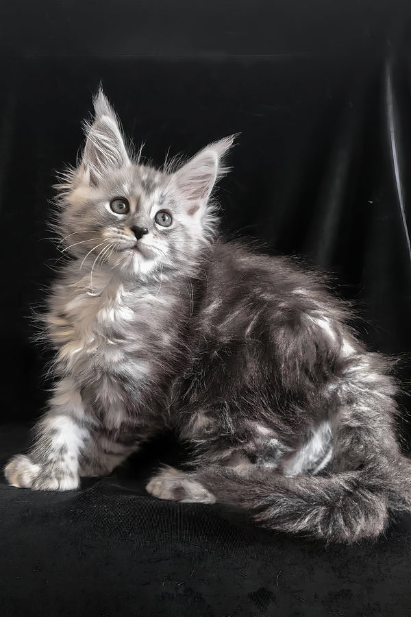 Olesia | Polydactyl Maine Coon Kitten