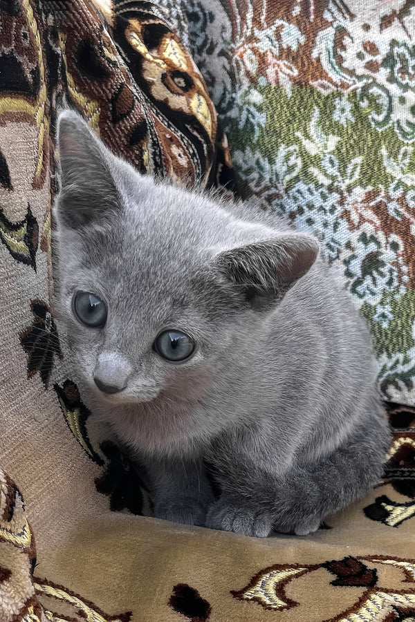 Olimp | Russian Blue Kitten