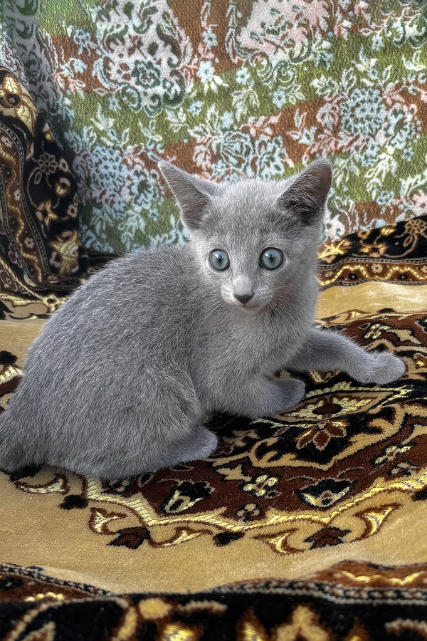 Olimp | Russian Blue Kitten
