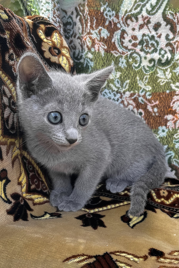 Olimp | Russian Blue Kitten