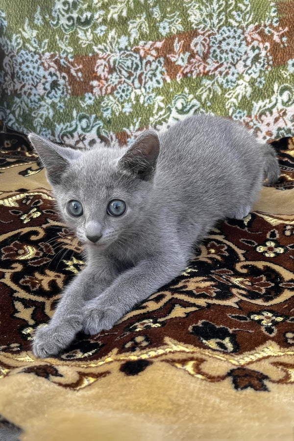Olimp | Russian Blue Kitten