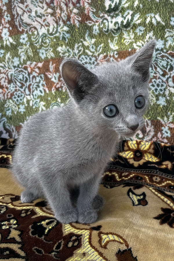 Olimp | Russian Blue Kitten