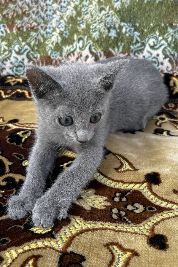 Olimp | Russian Blue Kitten