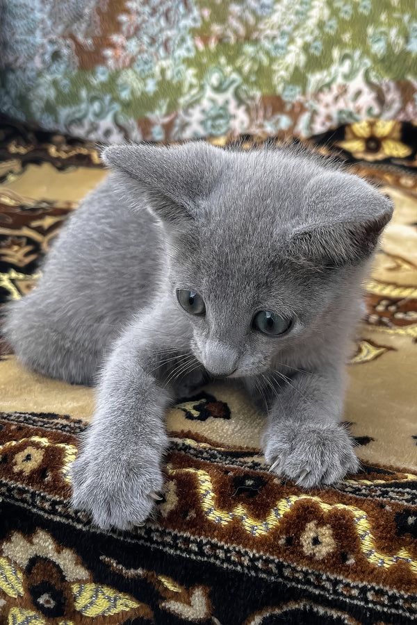 Olimp | Russian Blue Kitten