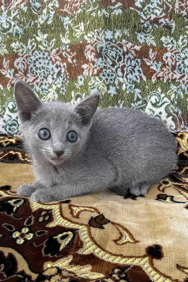 Olimp | Russian Blue Kitten