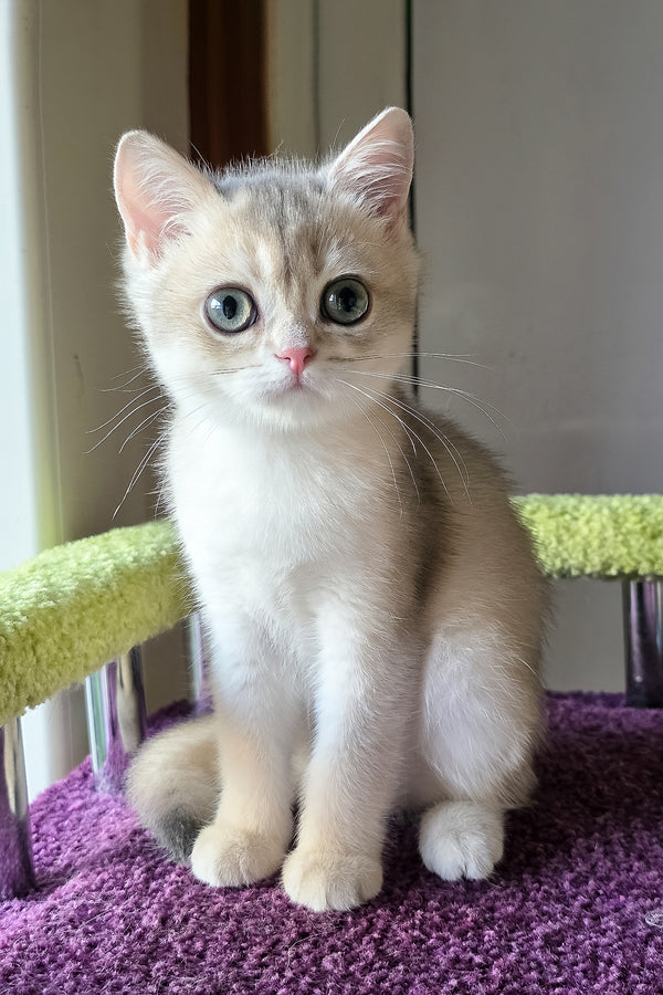 Olimpia | British Shorthair Kitten