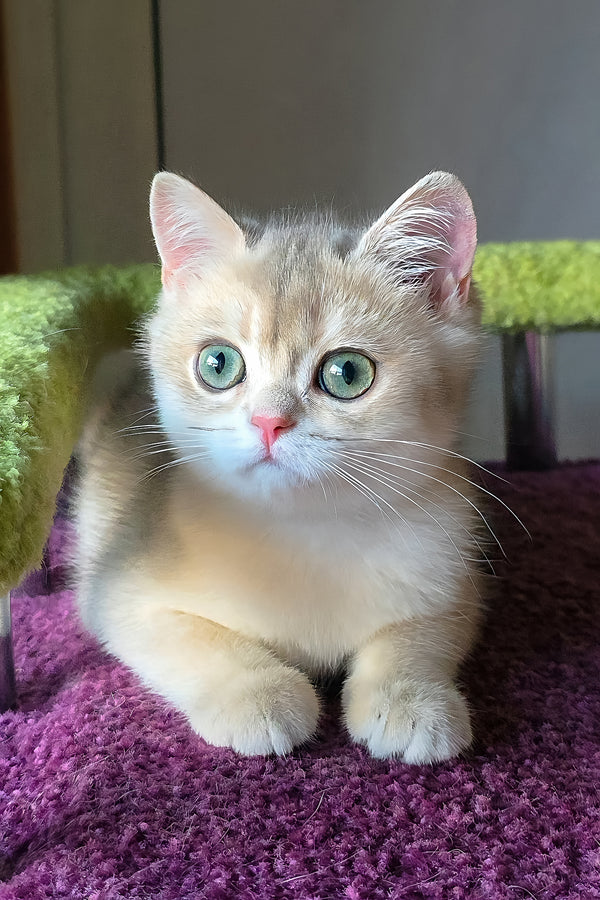 Olimpia | British Shorthair Kitten