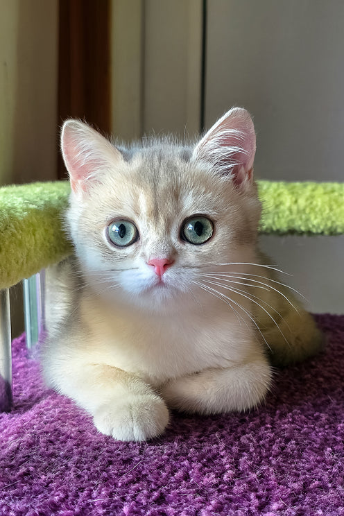 Olimpia | British Shorthair Kitten