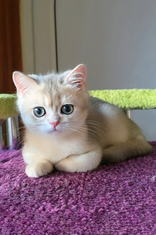 Olimpia | British Shorthair Kitten
