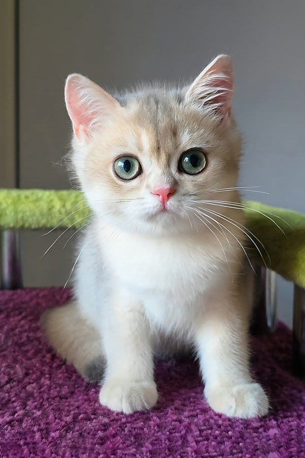 Olimpia | British Shorthair Kitten