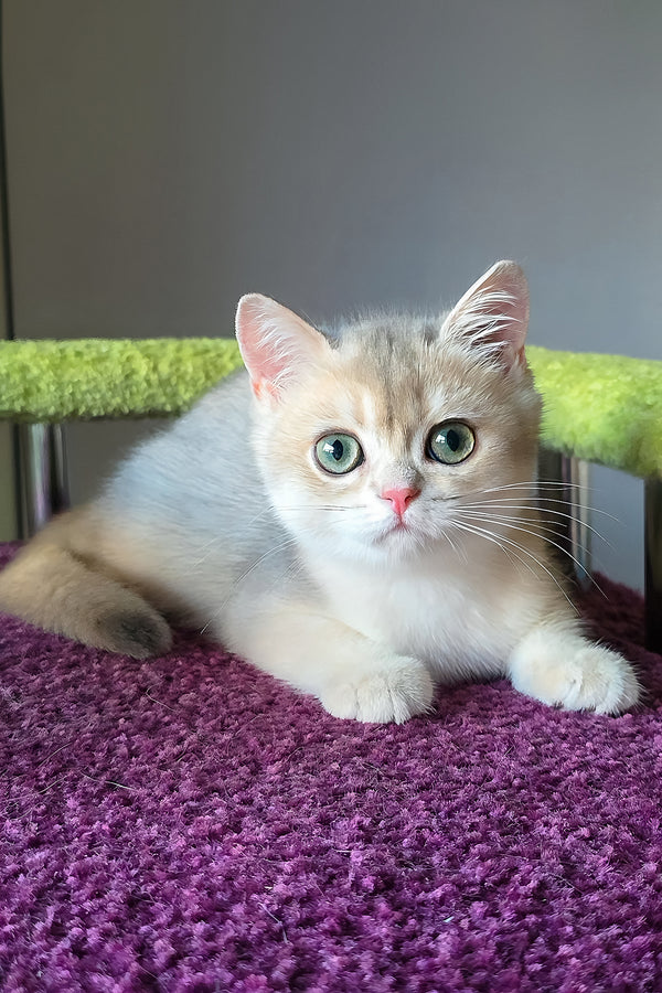 Olimpia | British Shorthair Kitten
