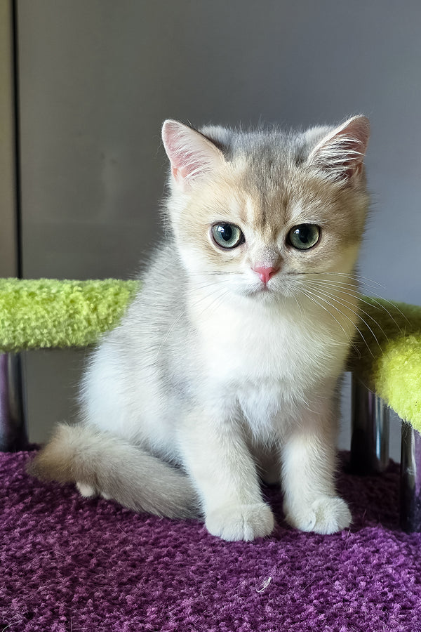 Olimpia | British Shorthair Kitten