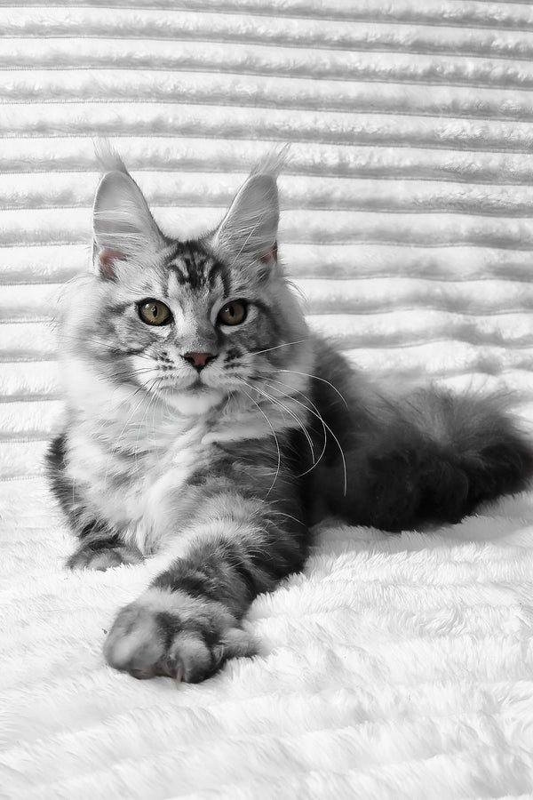 Olivia | Maine Coon Kitten