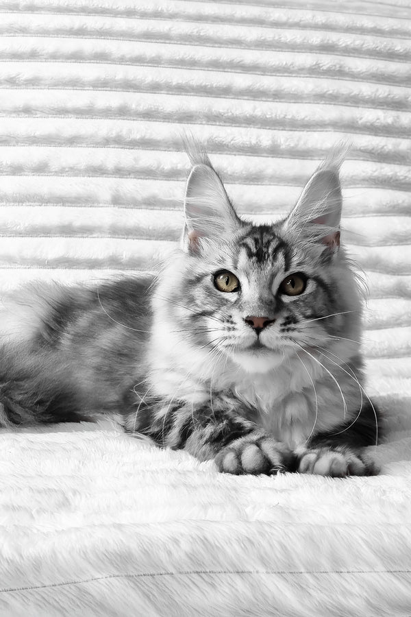 Olivia | Maine Coon Kitten