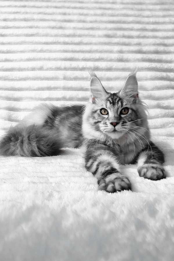 Olivia | Maine Coon Kitten