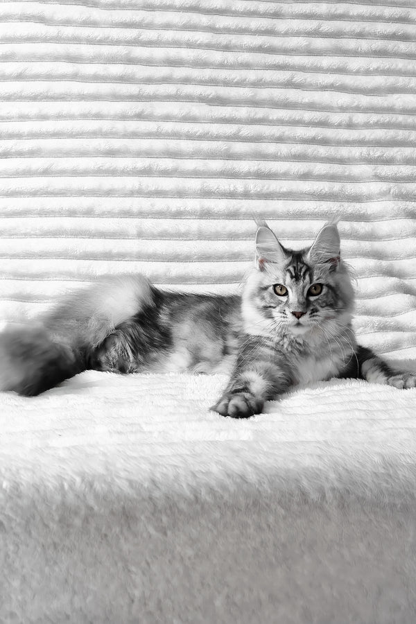 Olivia | Maine Coon Kitten