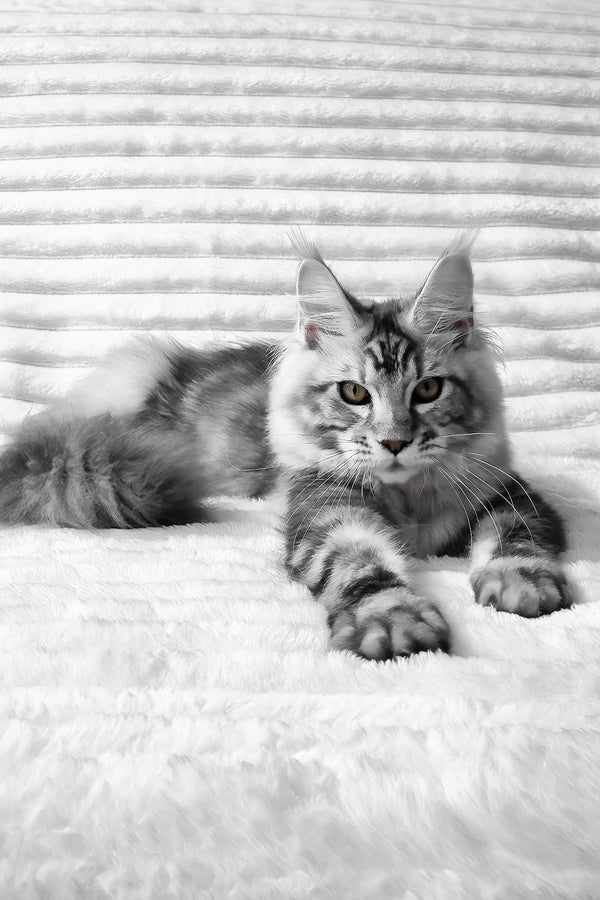 Olivia | Maine Coon Kitten