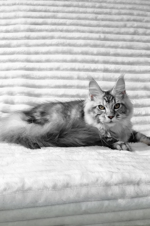 Olivia | Maine Coon Kitten