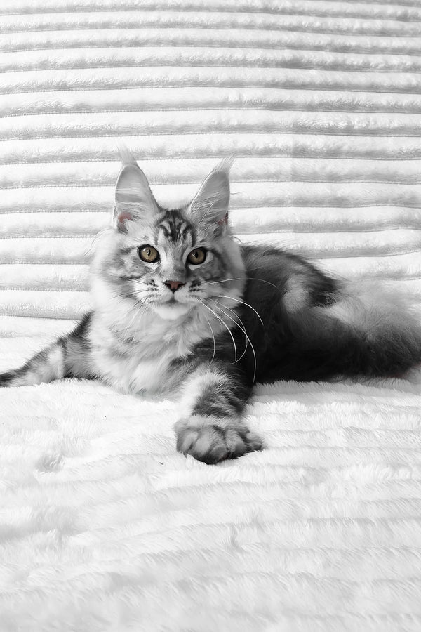 Olivia | Maine Coon Kitten