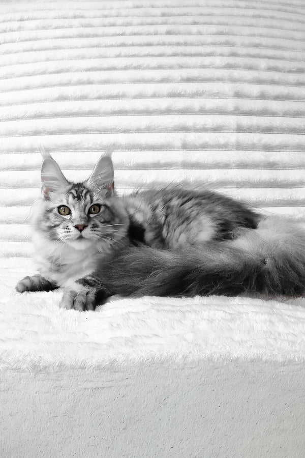Olivia | Maine Coon Kitten