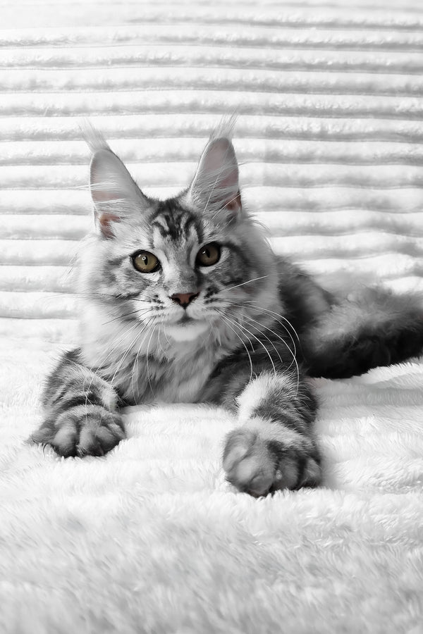 Olivia | Maine Coon Kitten