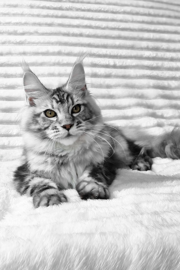 Olivia | Maine Coon Kitten