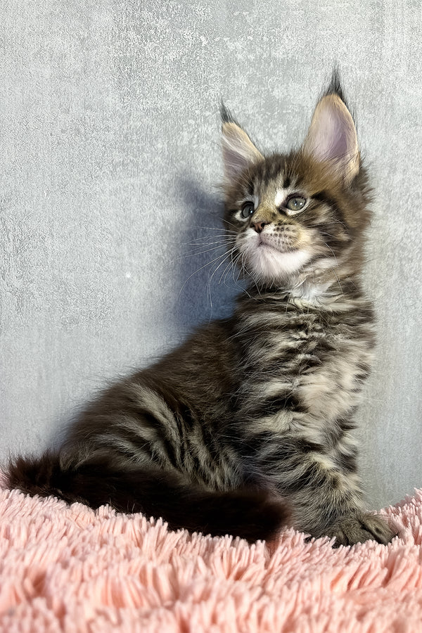 Olly | Maine Coon Kitten