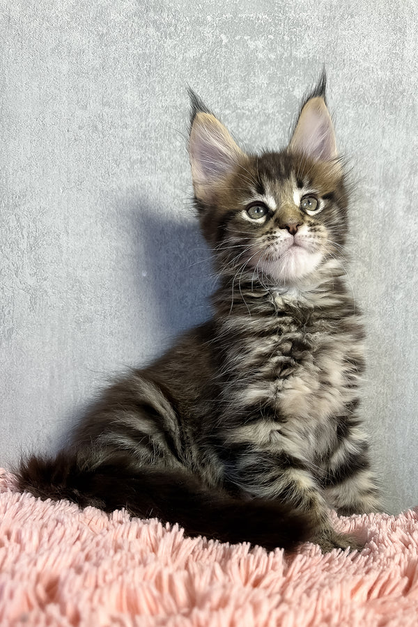 Olly | Maine Coon Kitten