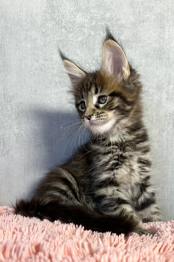 Olly | Maine Coon Kitten