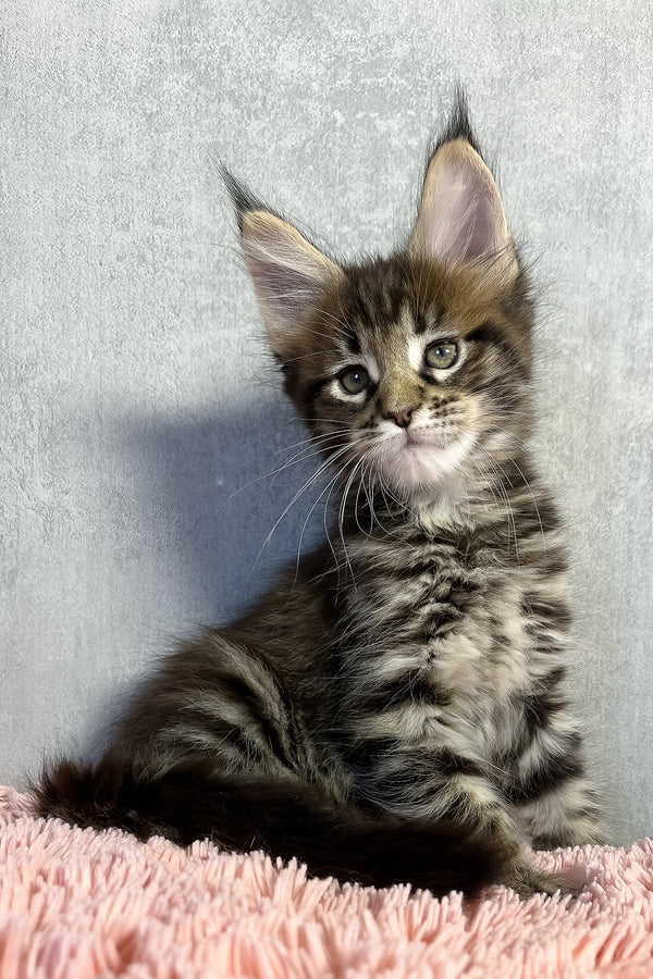 Olly | Maine Coon Kitten