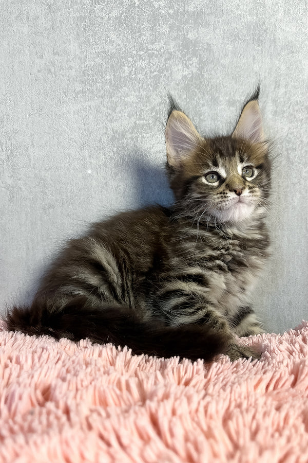 Olly | Maine Coon Kitten