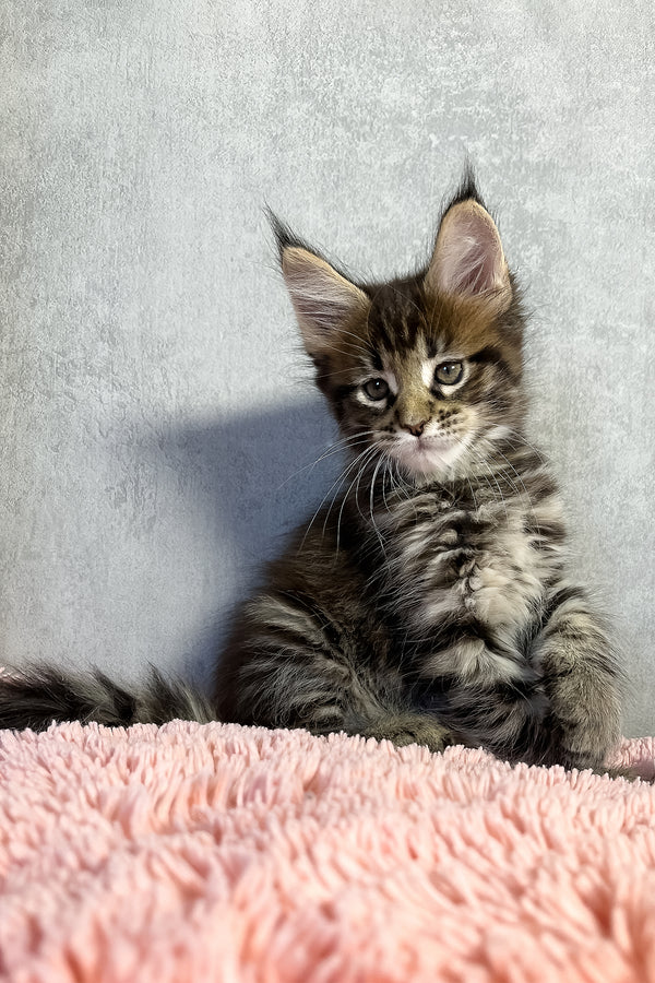 Olly | Maine Coon Kitten