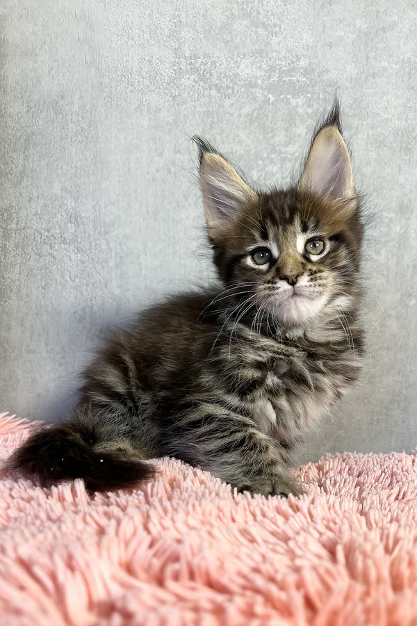 Olly | Maine Coon Kitten