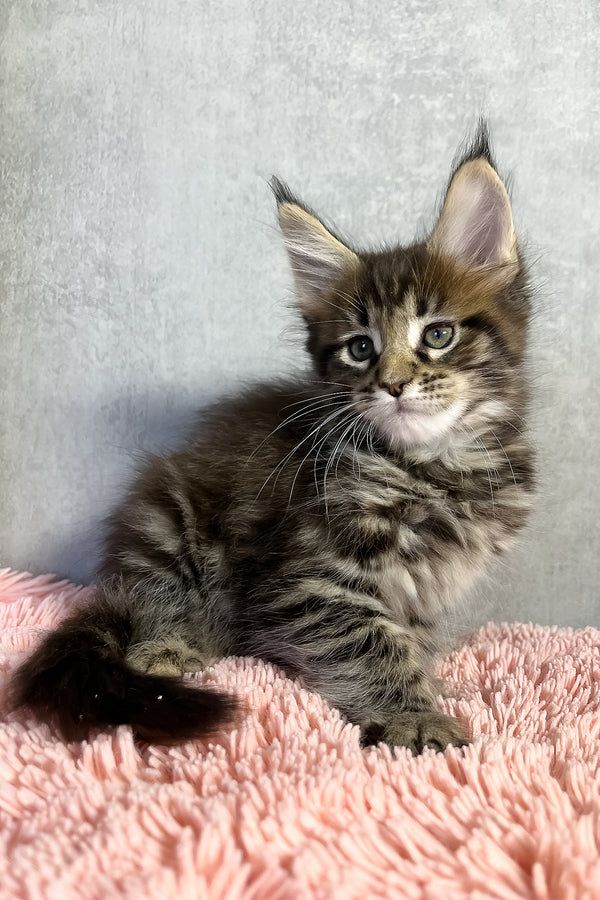 Olly | Maine Coon Kitten
