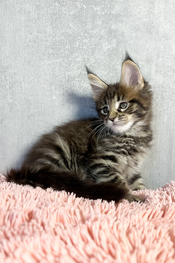 Olly | Maine Coon Kitten